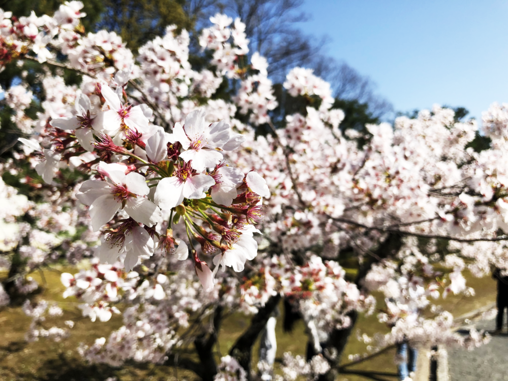 sakura