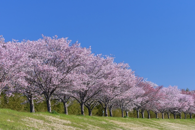 sakura-清蓮珀-